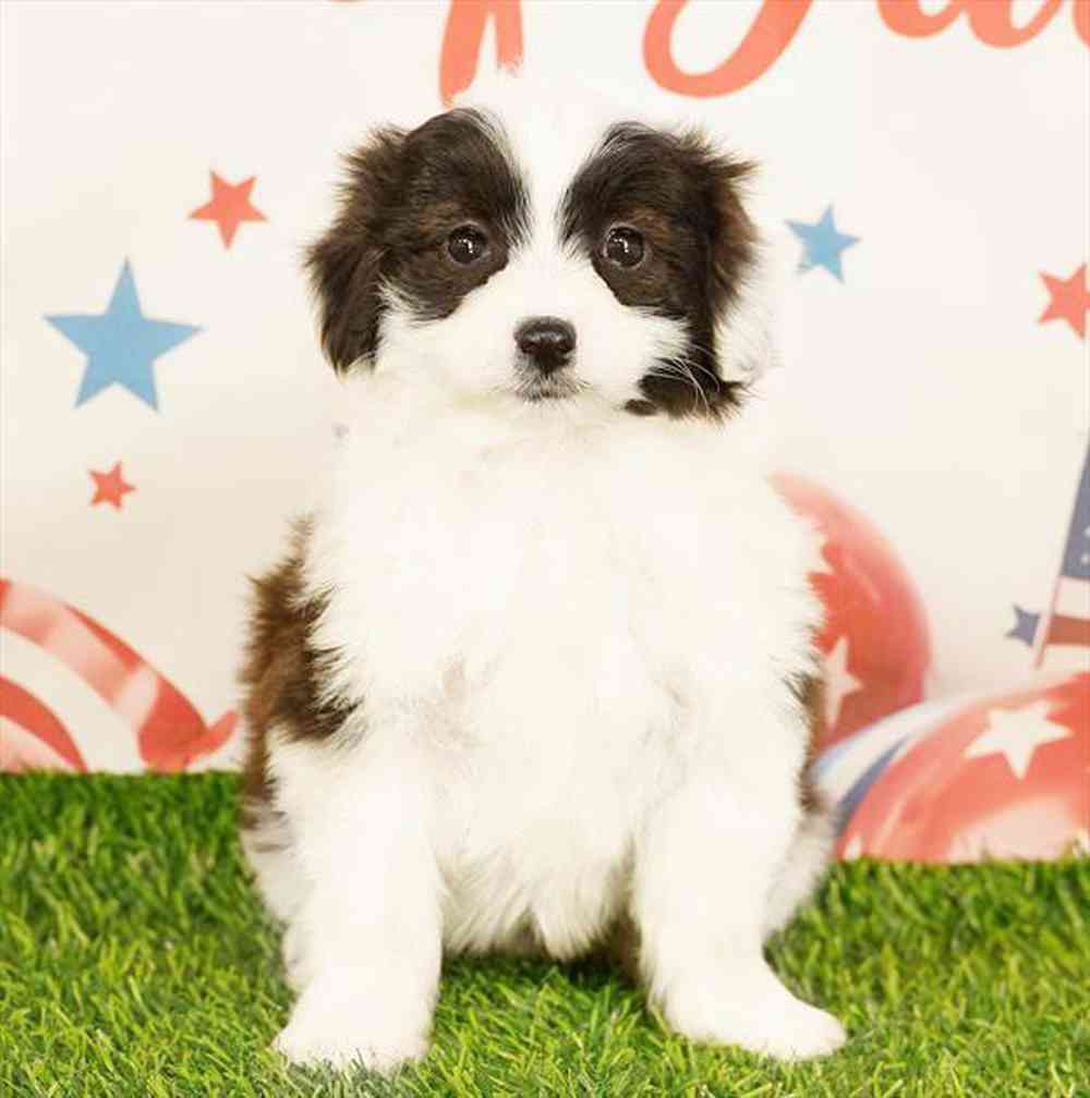 pet breed image
