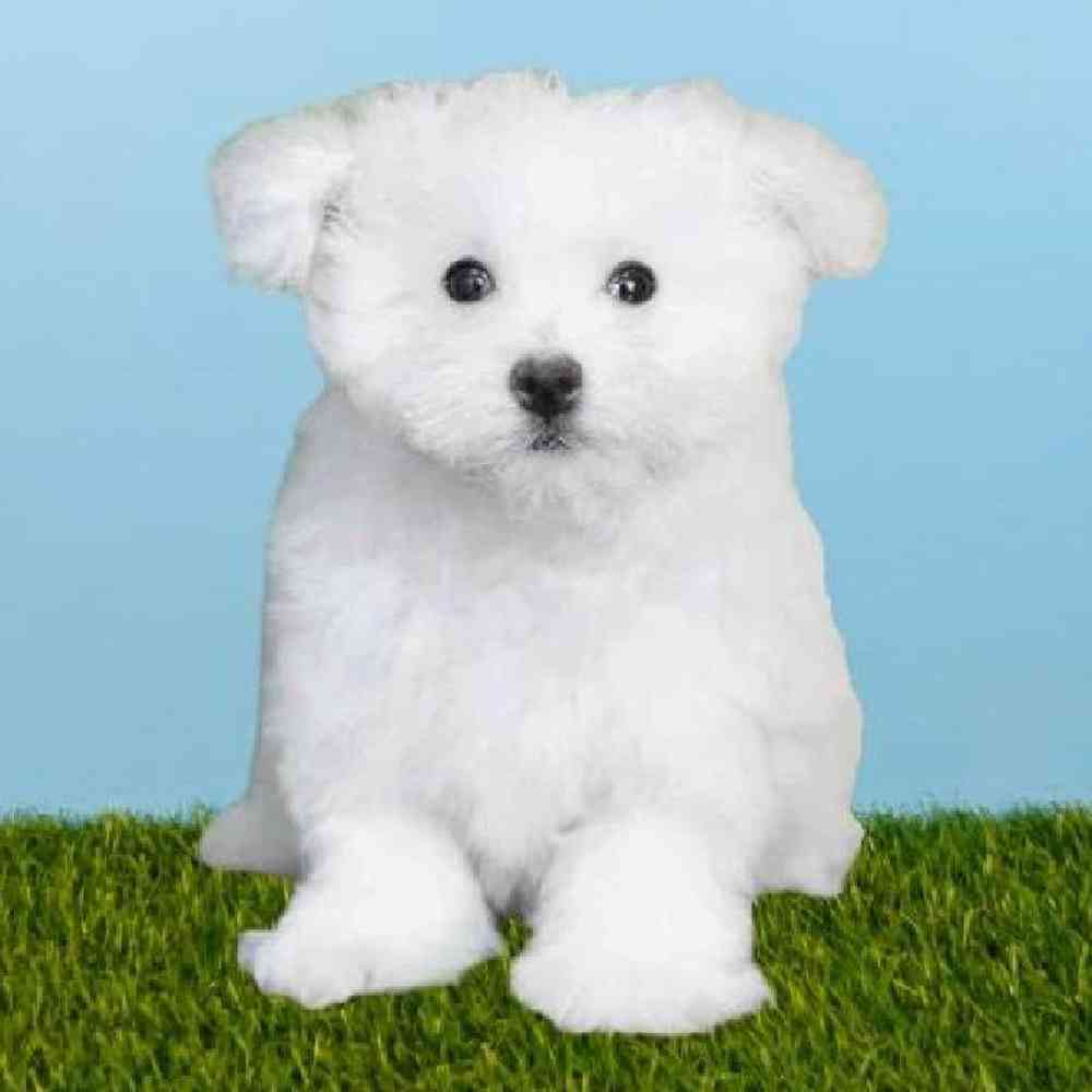 Male Maltese Puppy for sale