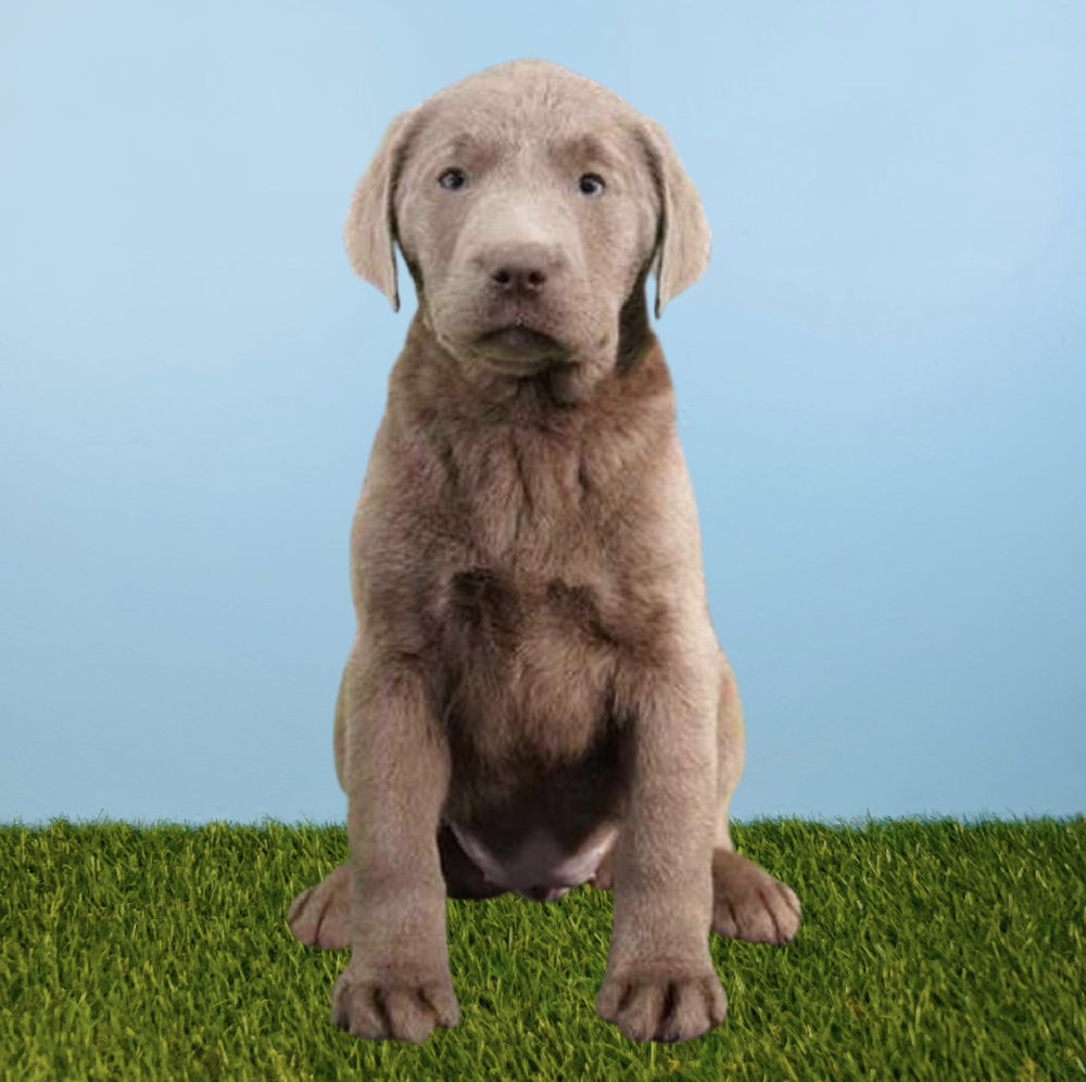 Female Labrador Retriever Puppy for Sale in Tolleson, AZ