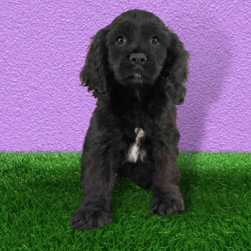 Female Cocker Spaniel Puppy for Sale in Marietta, GA