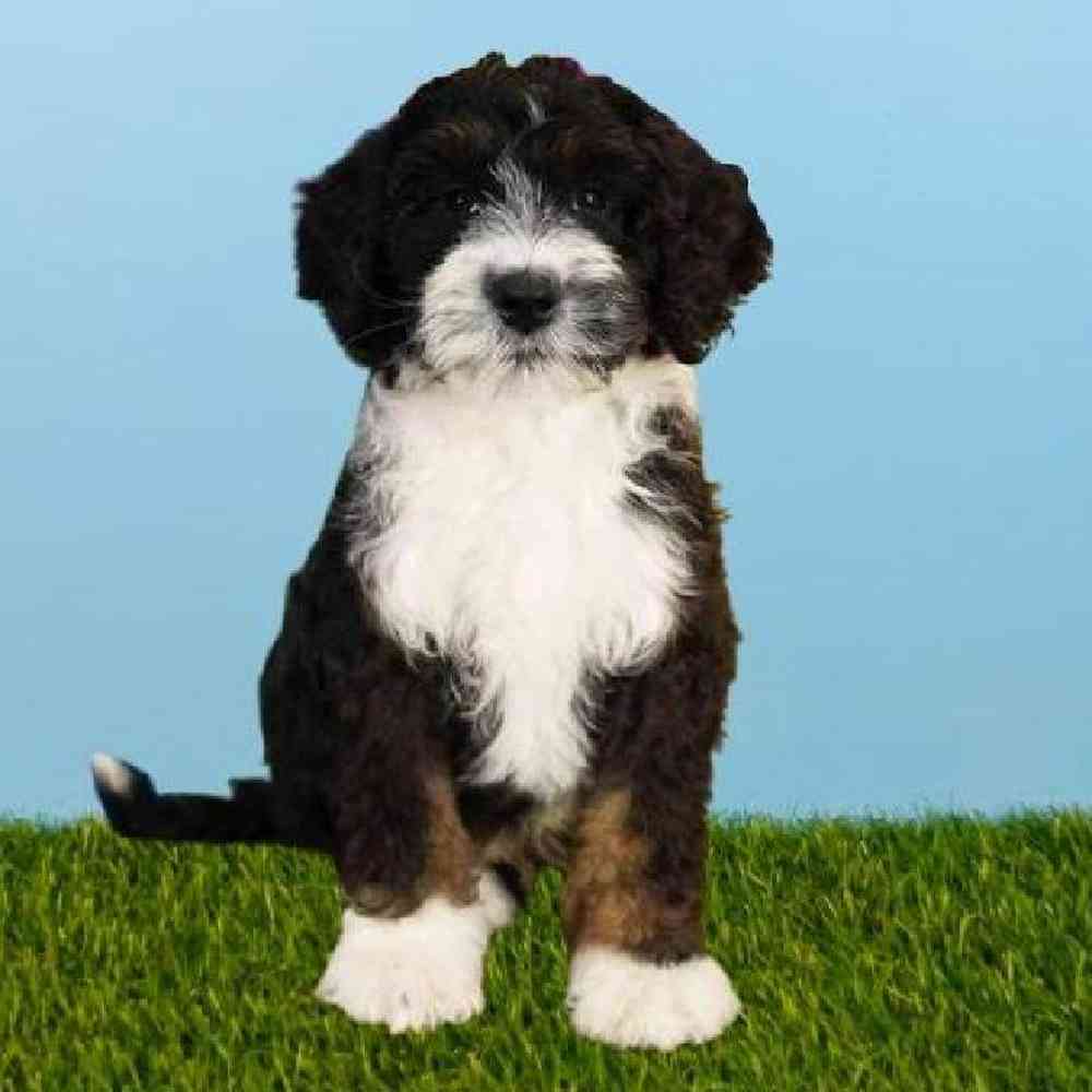 Male Bernedoodle Puppy for sale