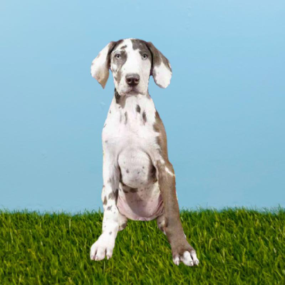 Female Great Dane Puppy for sale