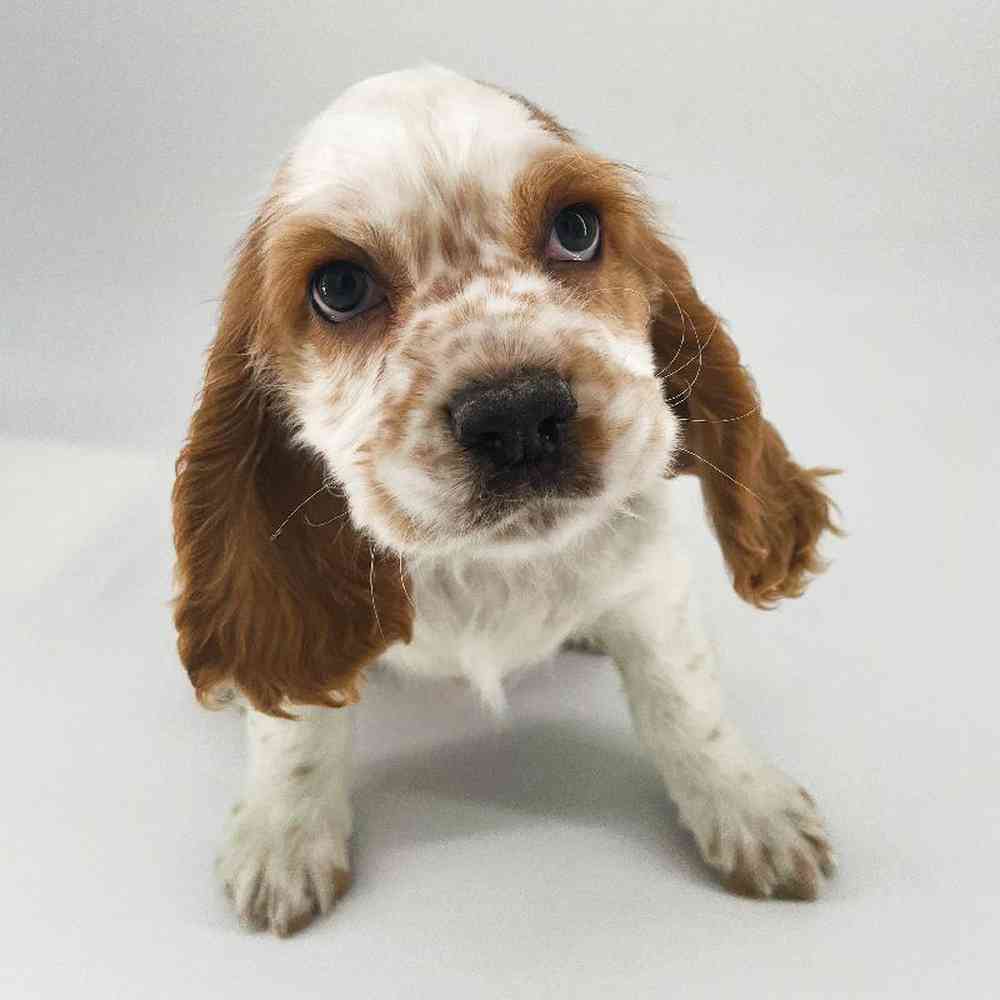 Male Cocker Spaniel Puppy for Sale in Meridian, ID