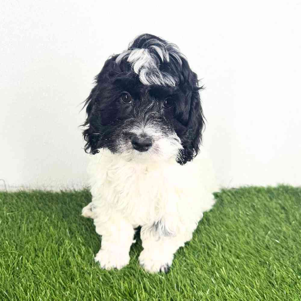 pet breed image
