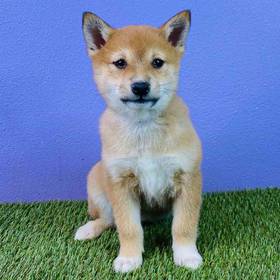 Shiba Inu