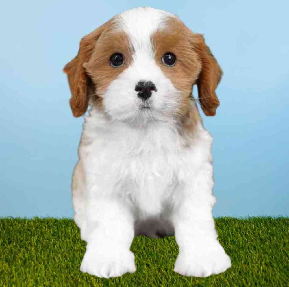 Male Cavapoo Puppy for sale