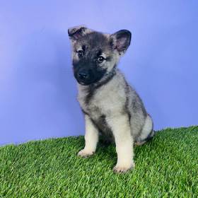 Norwegian Elkhound