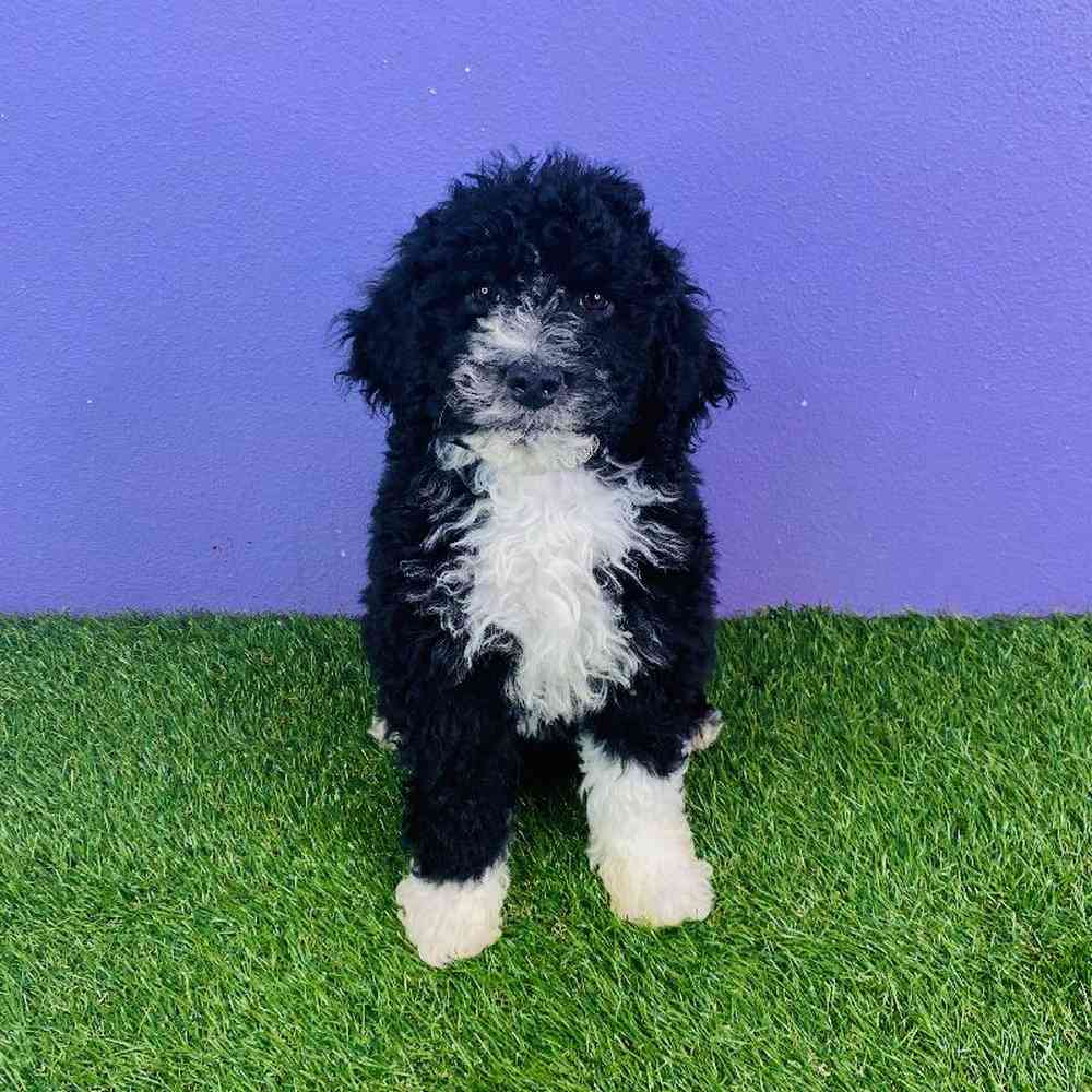 Female Portugese Water Dog Puppy for sale