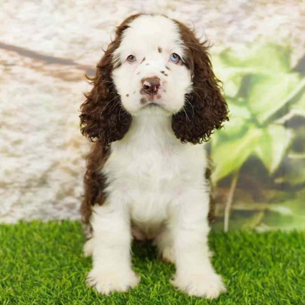 pet breed image
