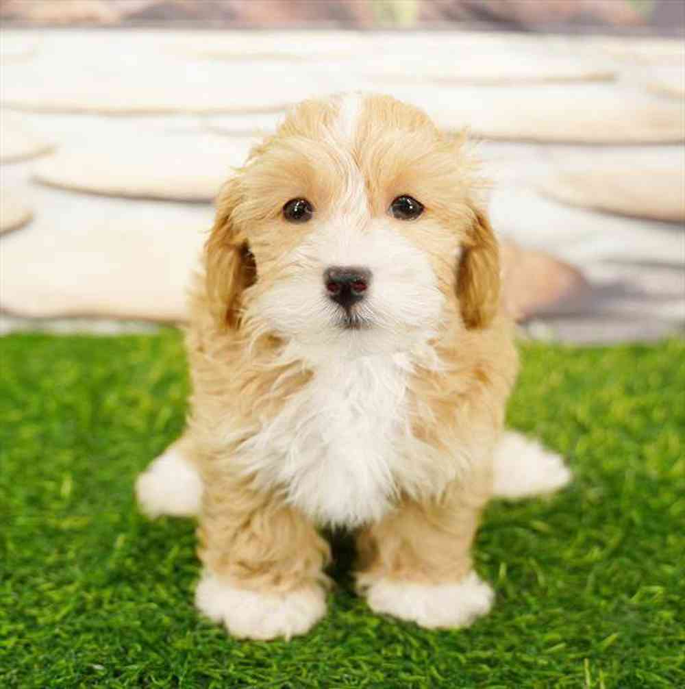pet breed image