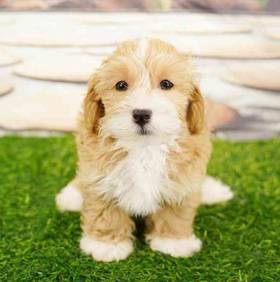 Shizapoo