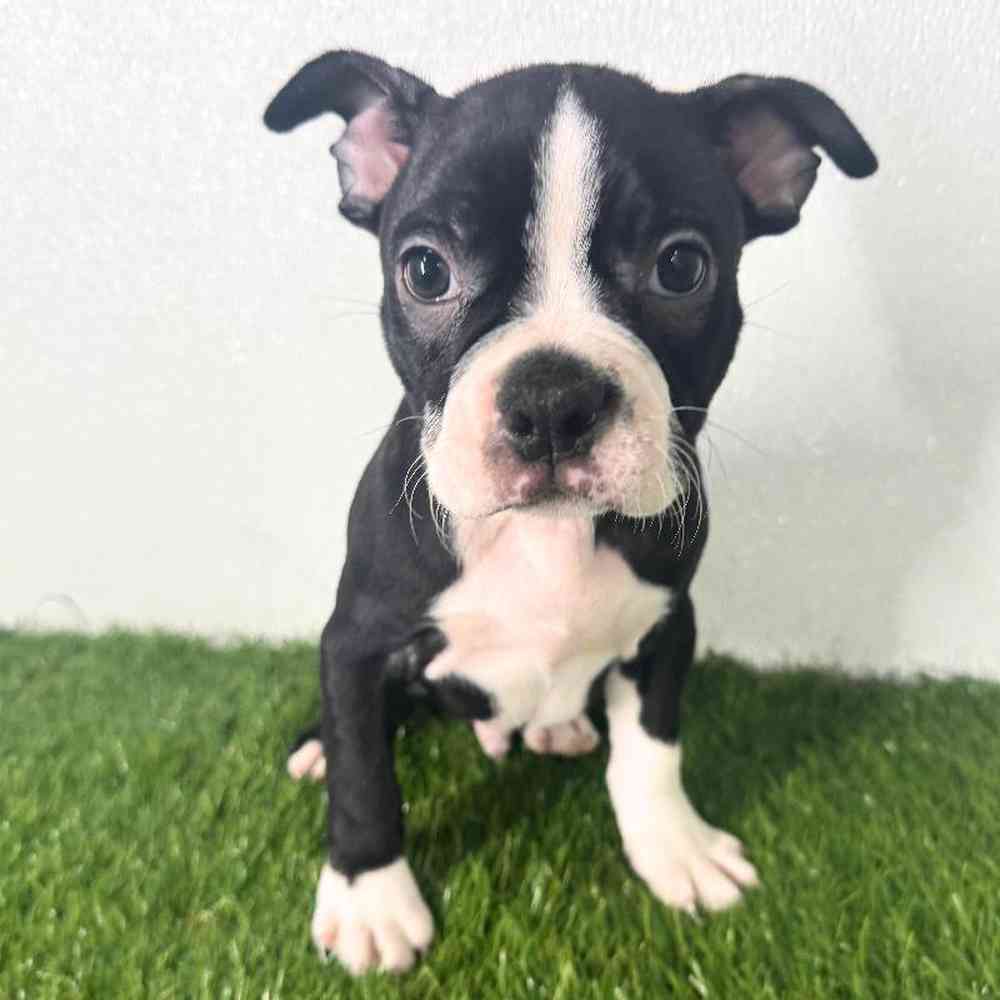 pet breed image