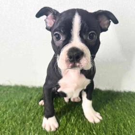 Boston Terrier