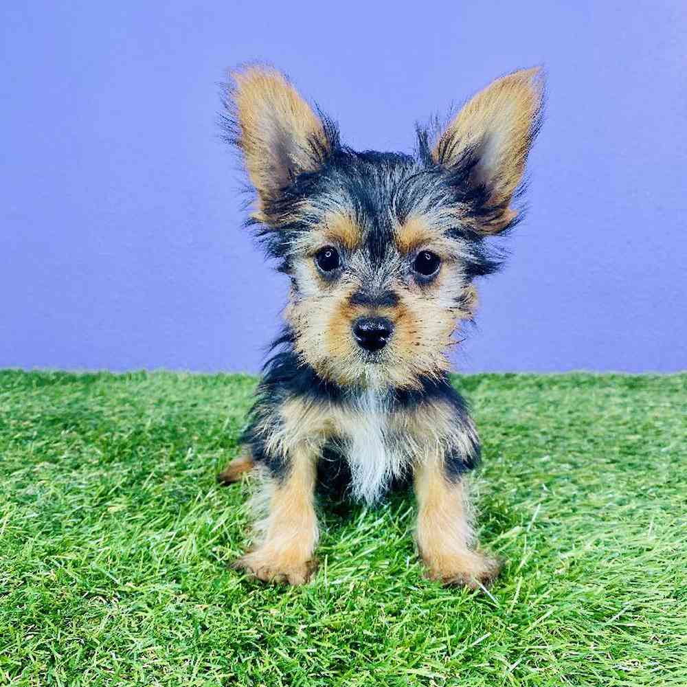 Male Yorkie Puppy for sale