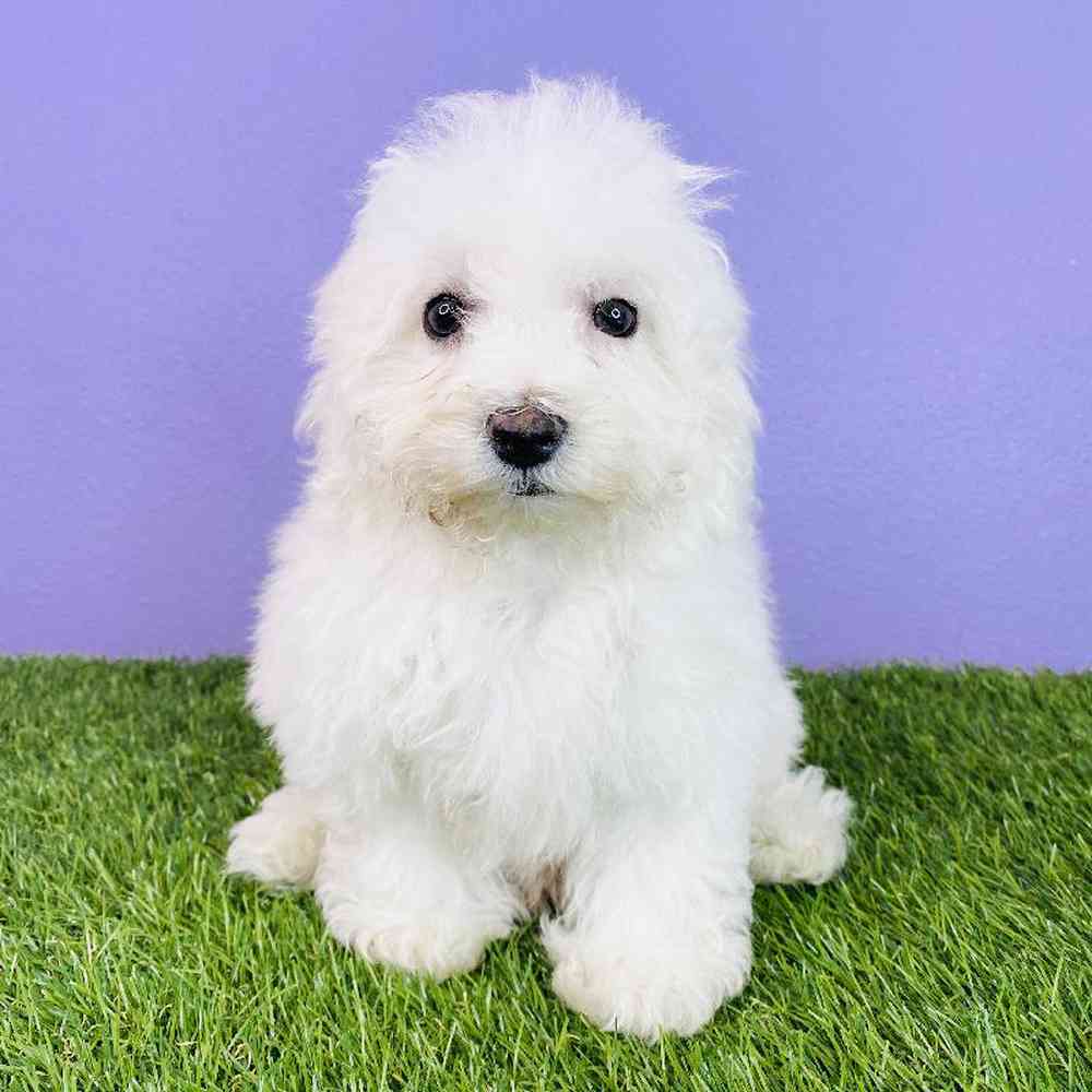 carousel pet images