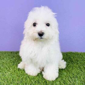 Bichon