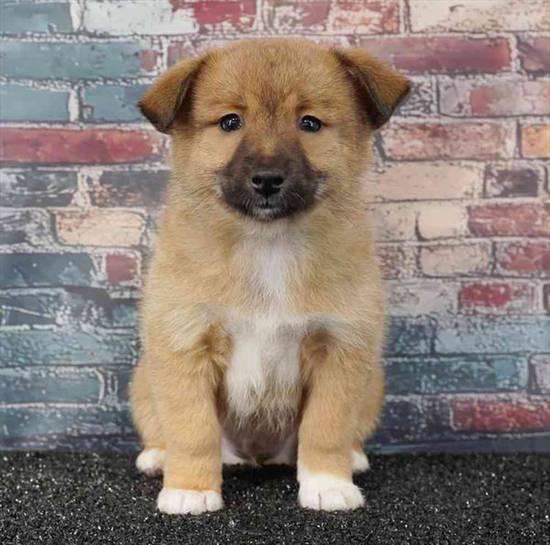 Mini Auggie