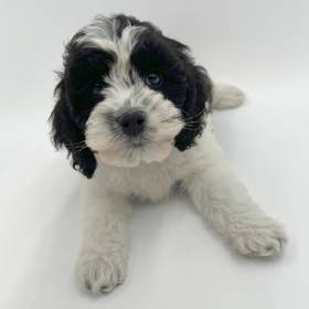 Cockapoo