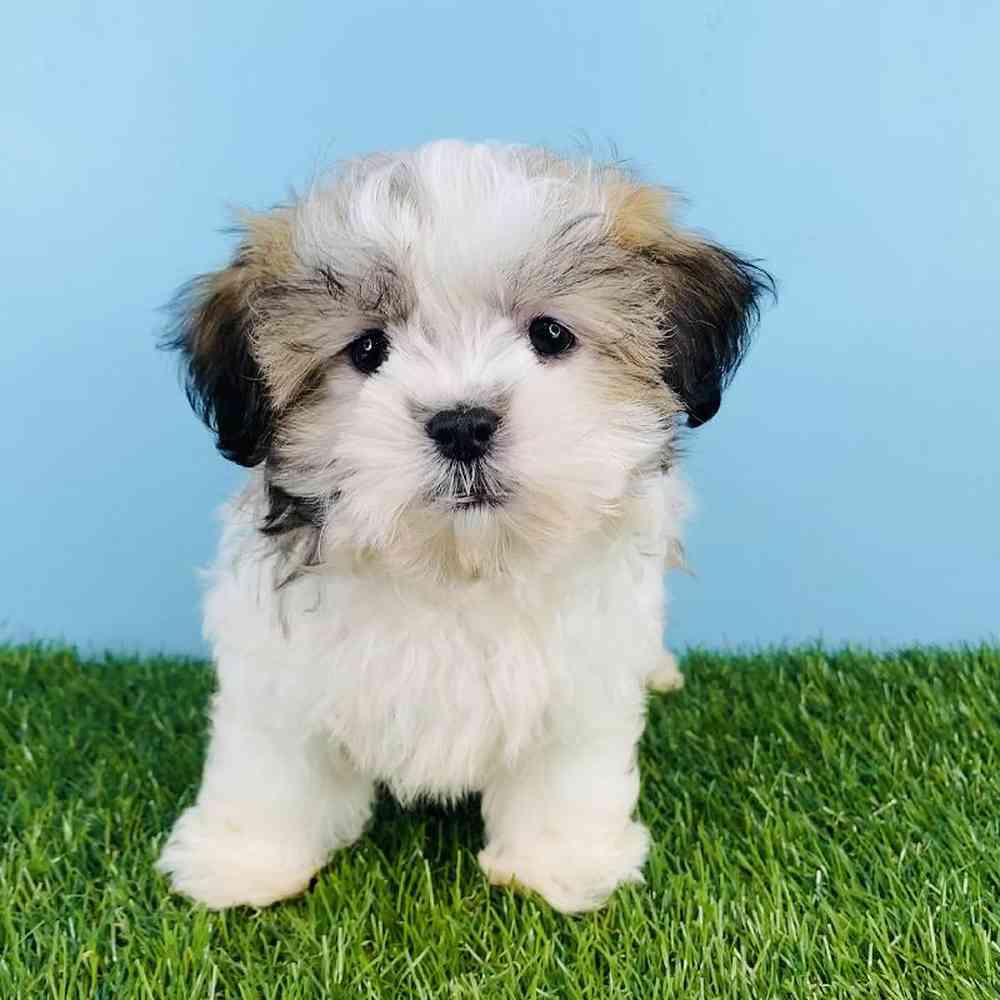 carousel pet images