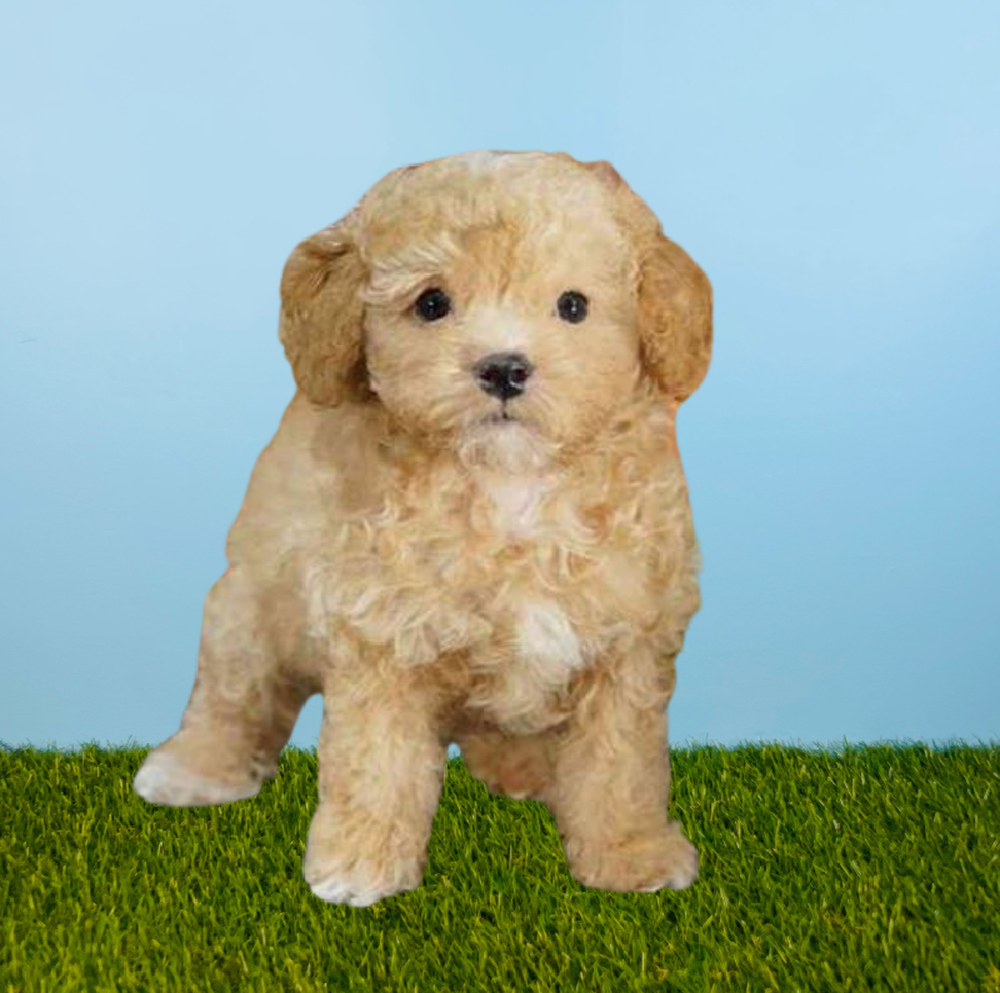 Female Poodle Puppy for Sale in Meridian, ID
