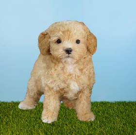 Poodle