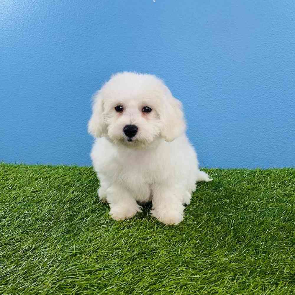 Male Bichon Puppy for sale