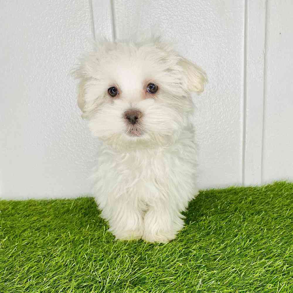 pet breed image