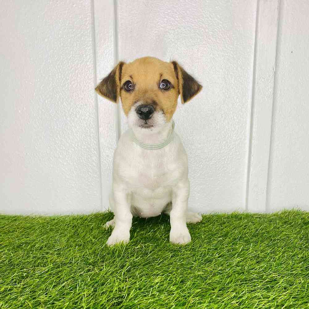 pet breed image