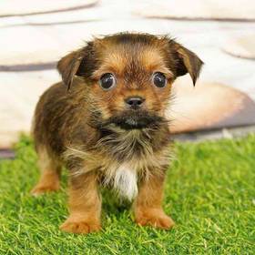 Shorkie