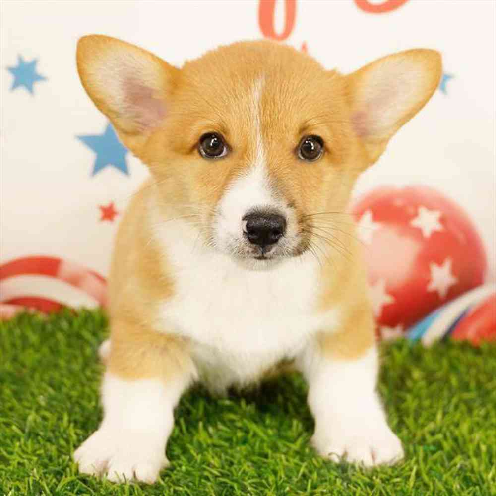 pet breed image