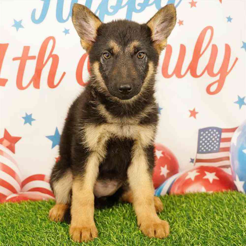 pet breed image