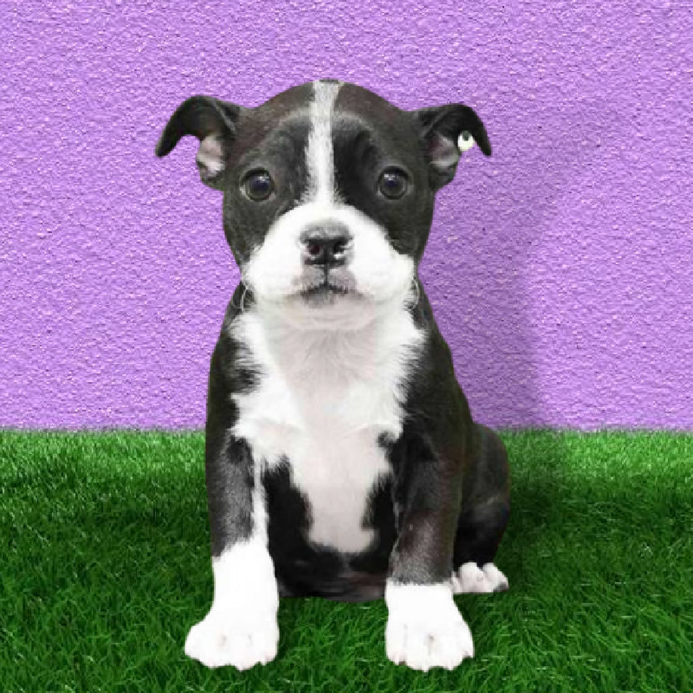 carousel pet images