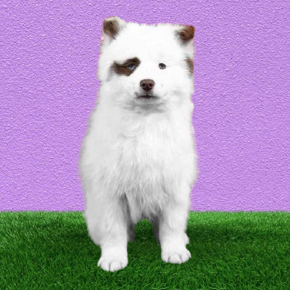 Female Pomsky Puppy for Sale in Puyallup, WA