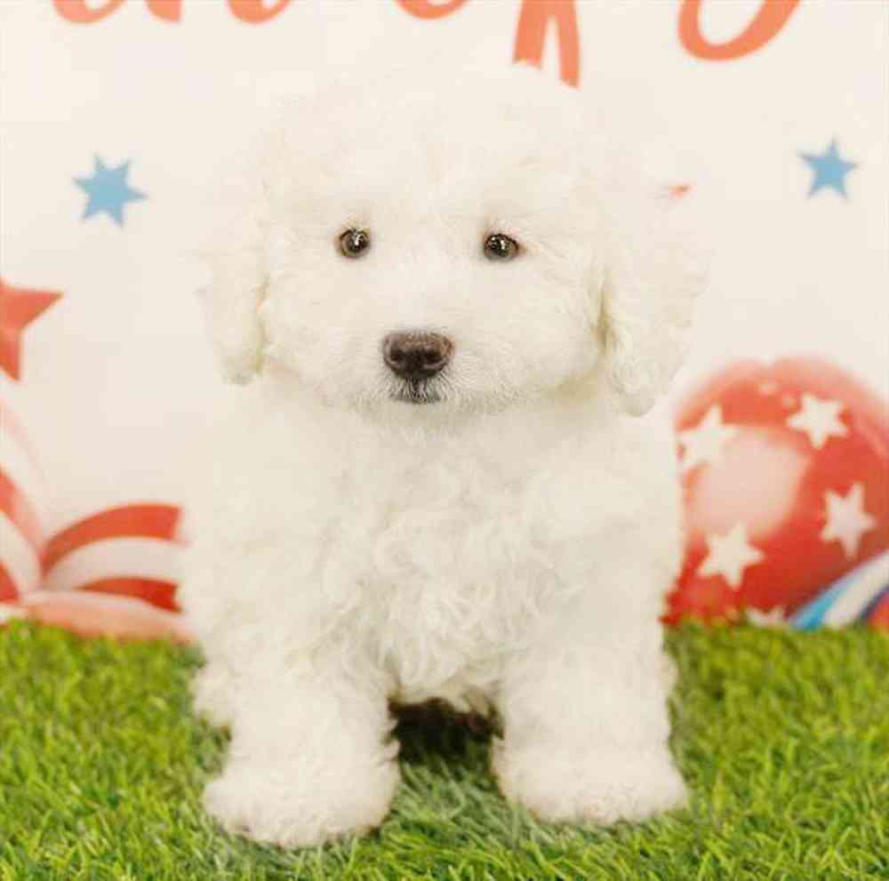 pet breed image