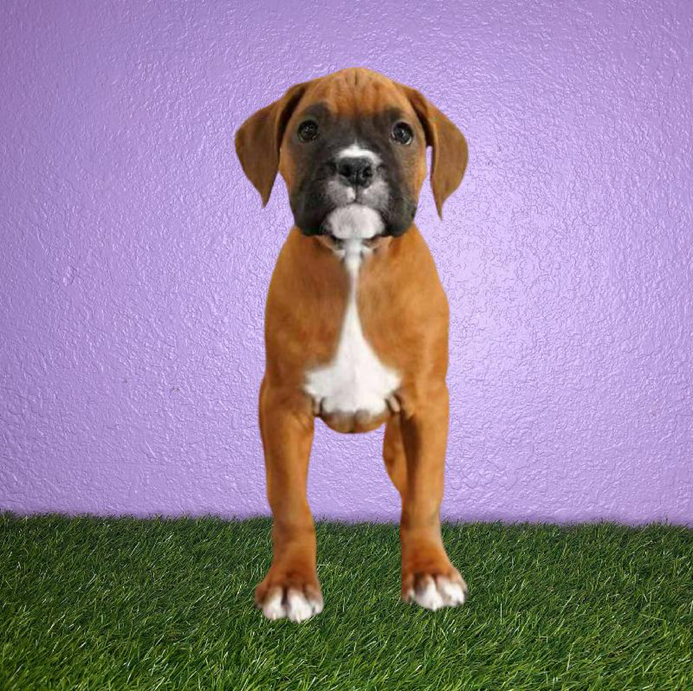 Female Boxer Puppy for sale