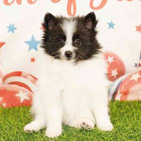 Pomeranian