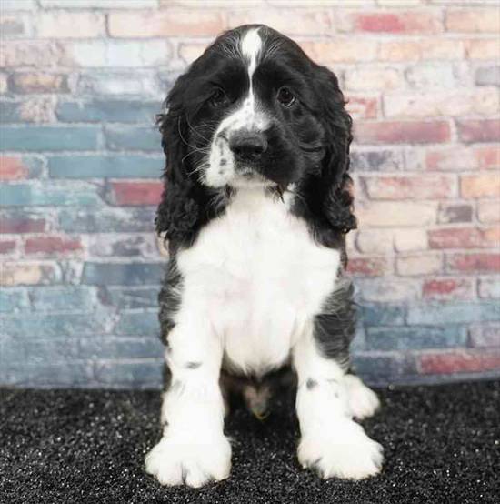 Cocker Spaniel