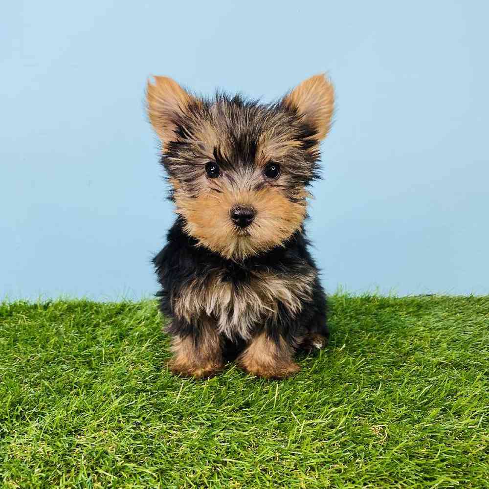 Female Yorkie Puppy for sale