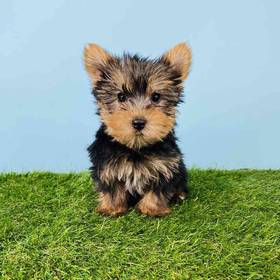 Yorkie