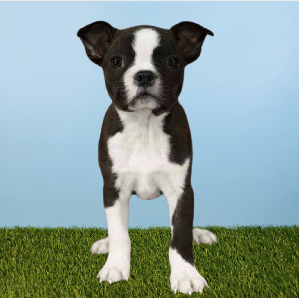 Female Boston Terrier Puppy for Sale in Tolleson, AZ