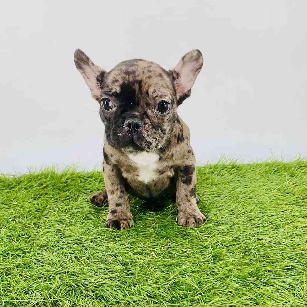 carousel pet images