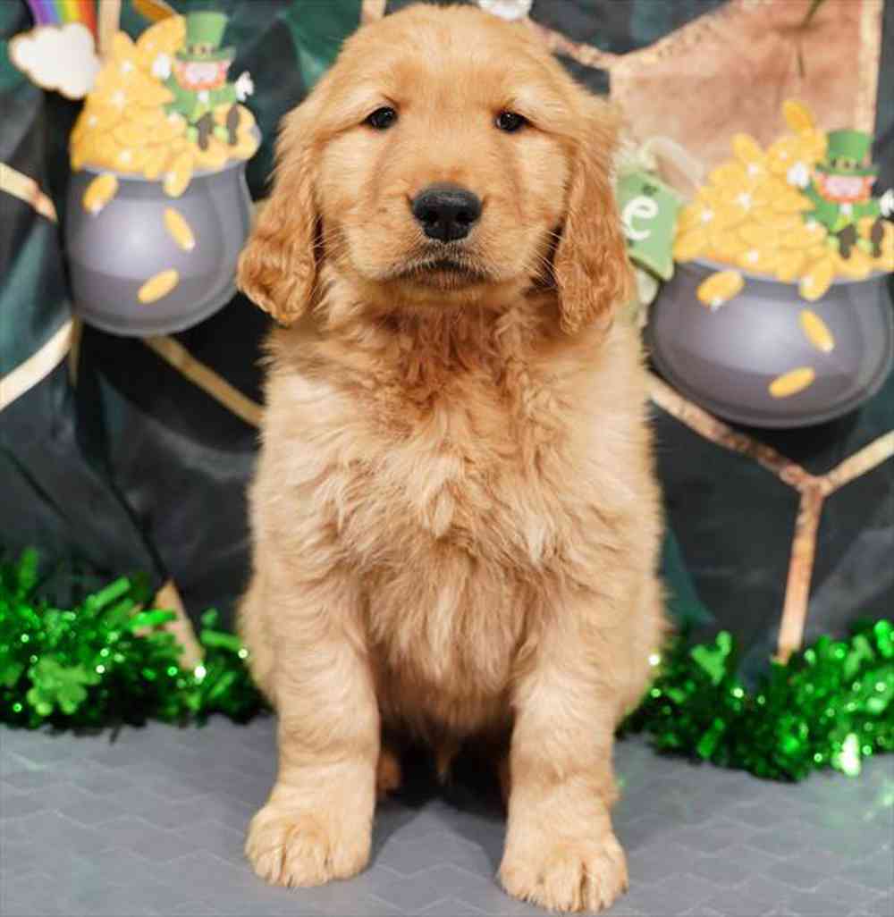 pet breed image