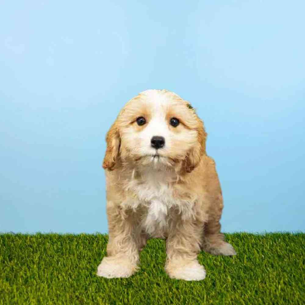Cavachon