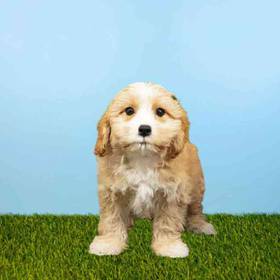 Cavachon