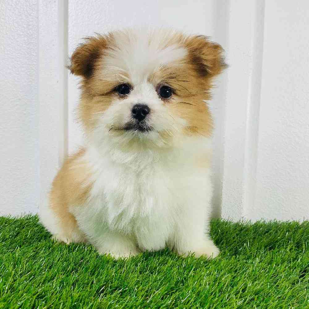 carousel pet images