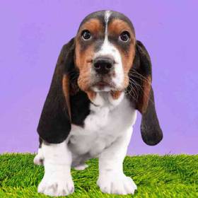 Basset Hound