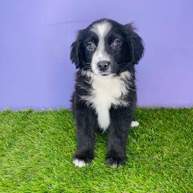 Mini Australian Shepherd