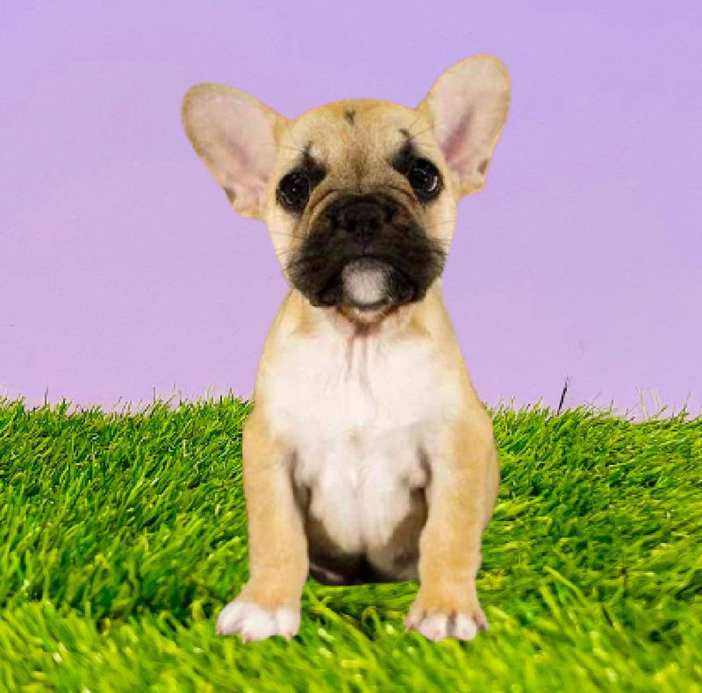 Male French Bulldog Puppy for sale