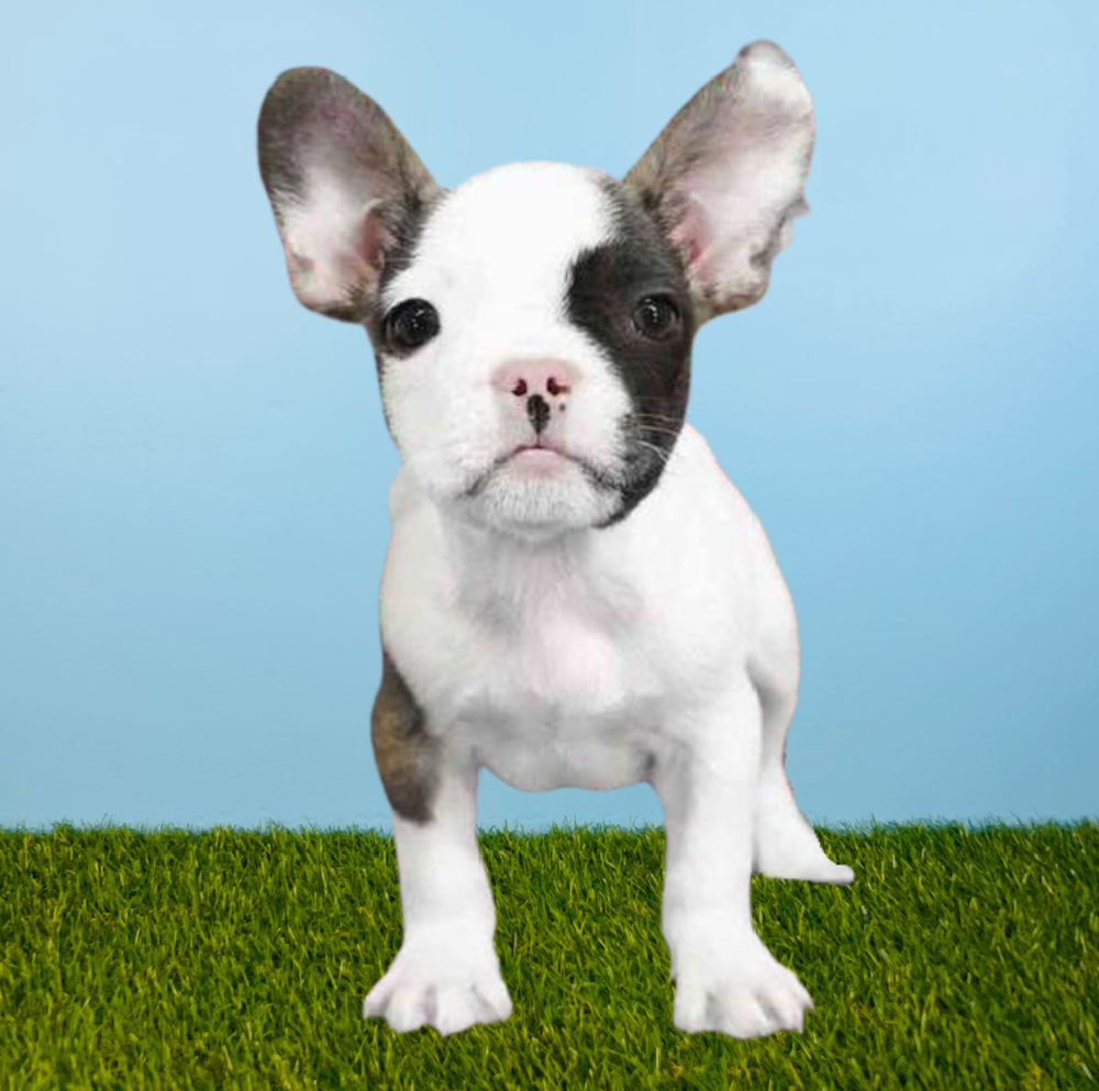 Female French Bulldog Puppy for Sale in Tolleson, AZ