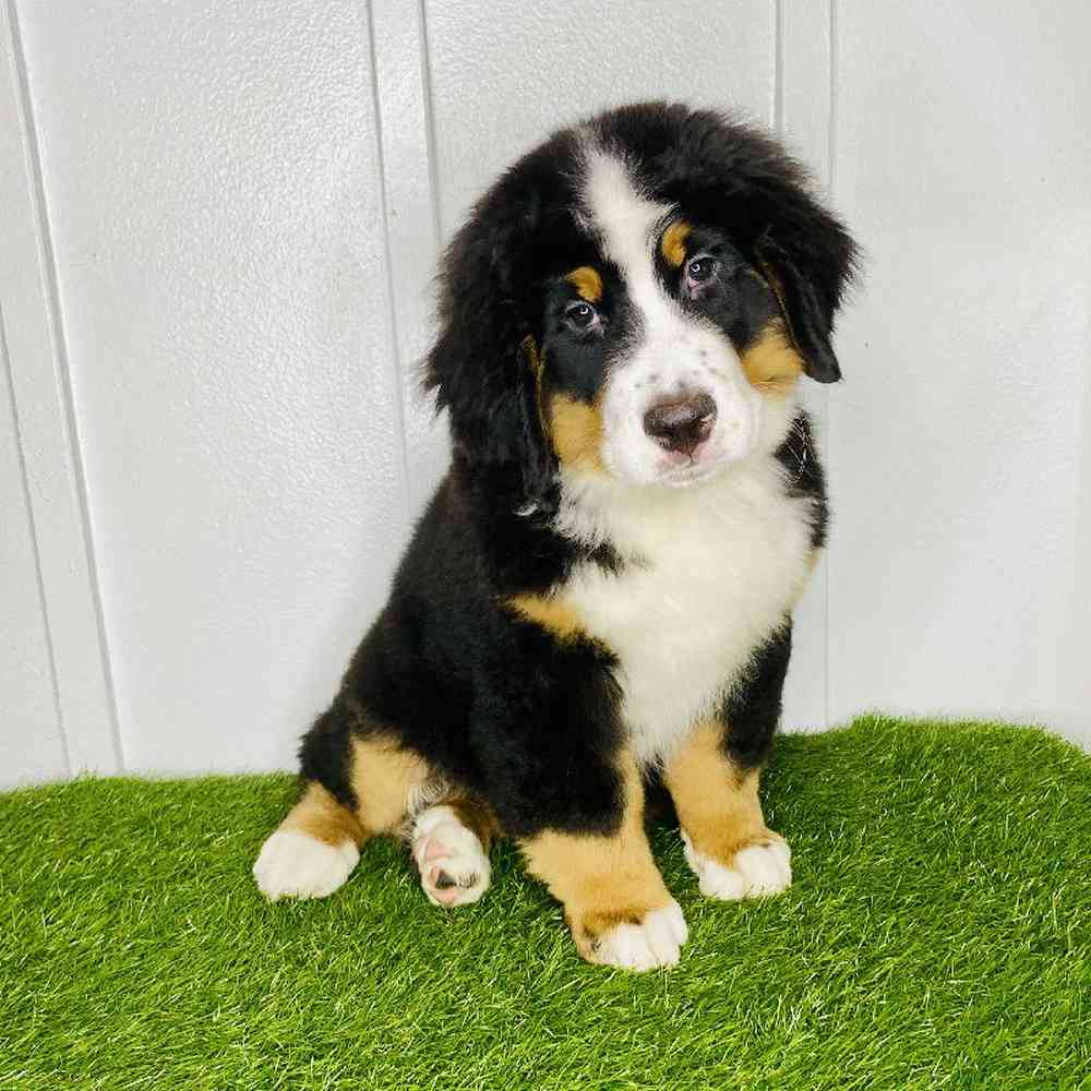 pet breed image